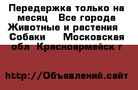 Передержка только на месяц - Все города Животные и растения » Собаки   . Московская обл.,Красноармейск г.